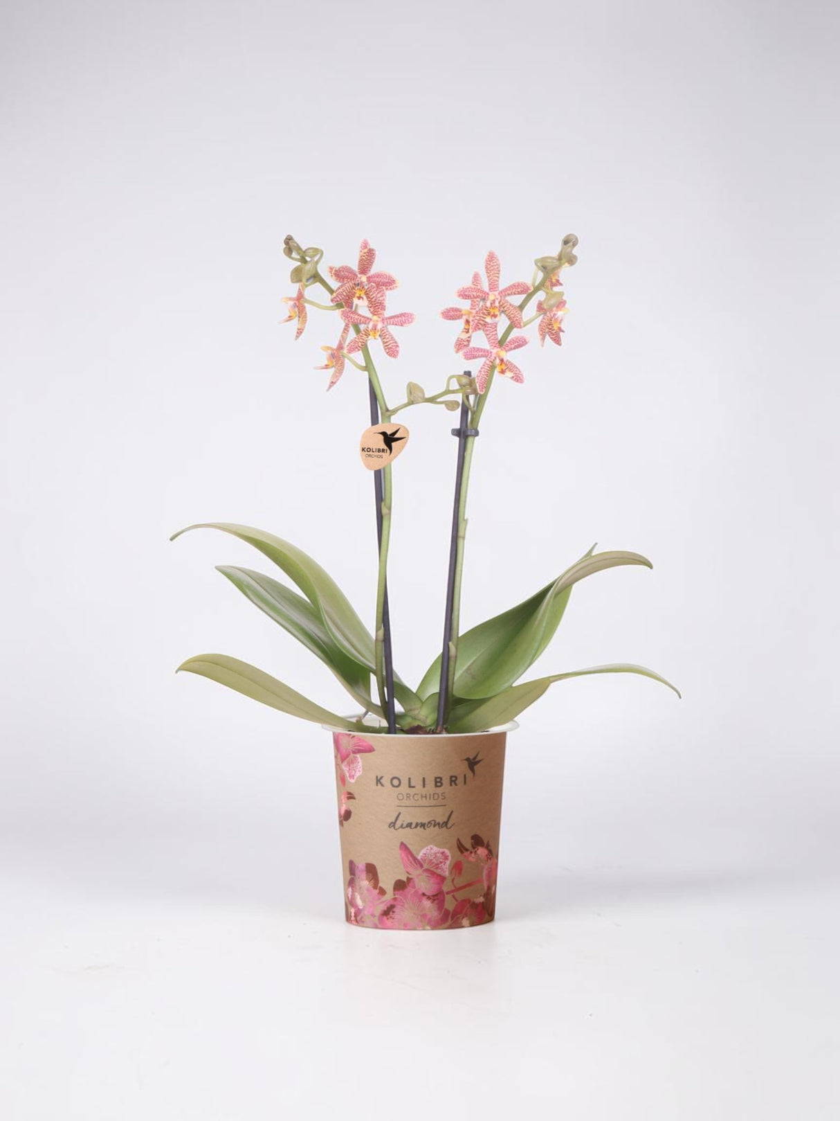 Orange Spider Orchid in Pot - Flowering Houseplant