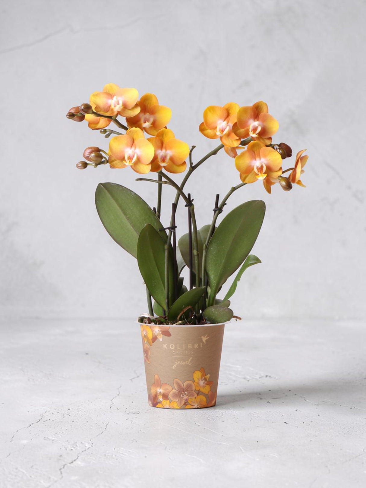 Orange Phalaenopsis Orchid - Jewel Las Vegas - Flowering Plant