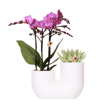 Vienna orchid and Succulent Miranda in white decorative pot