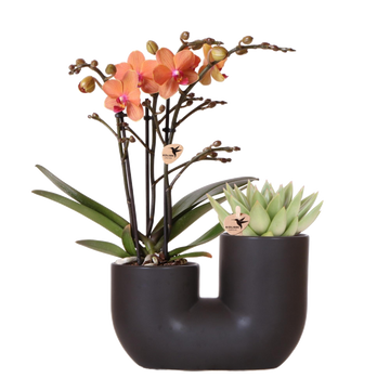Orchid and Succulent in Black Pot Design