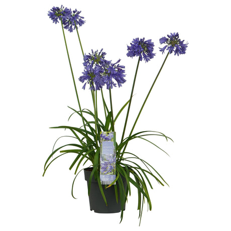 Livraison plante Agapanthe 'Ever Sapphire' - ↨30cm - Ø19 - plante fleurie d'extérieur