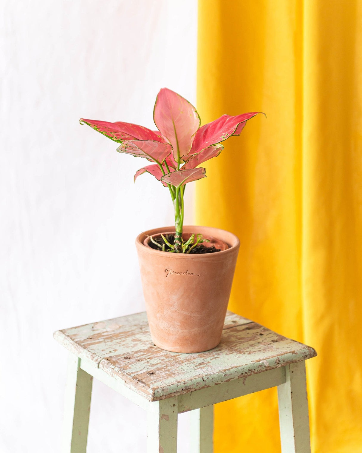 Livraison plante Aglaonema flamingo Pink