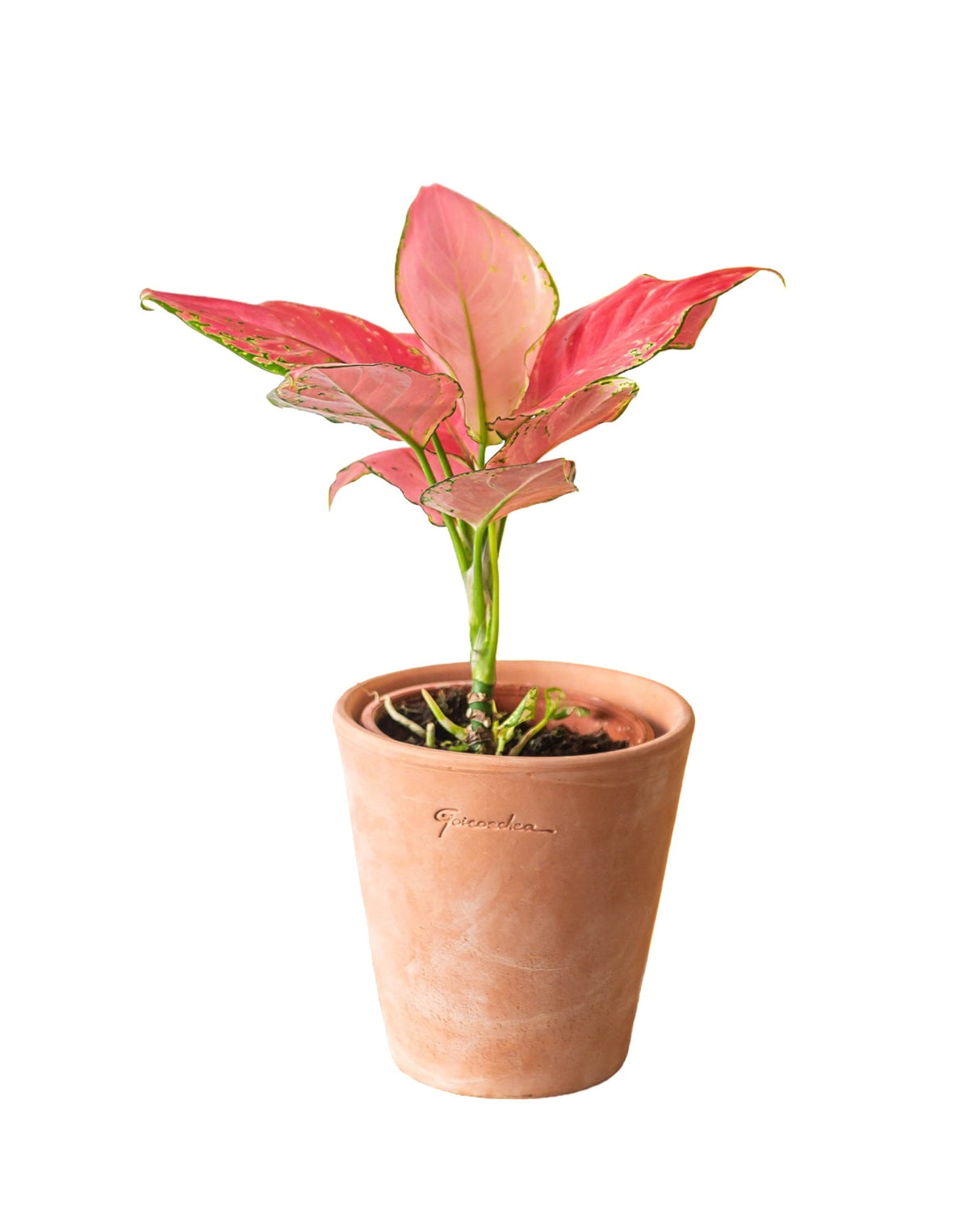 Livraison plante Aglaonema flamingo Pink