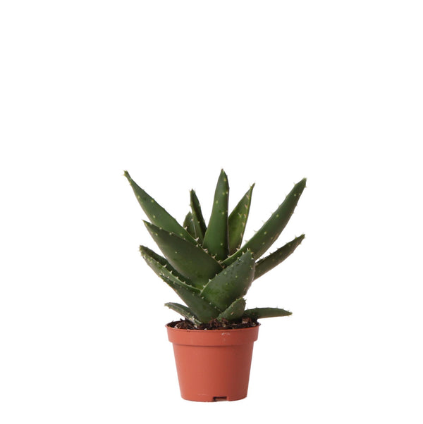 Livraison plante Aloë Brevifolia h14cm