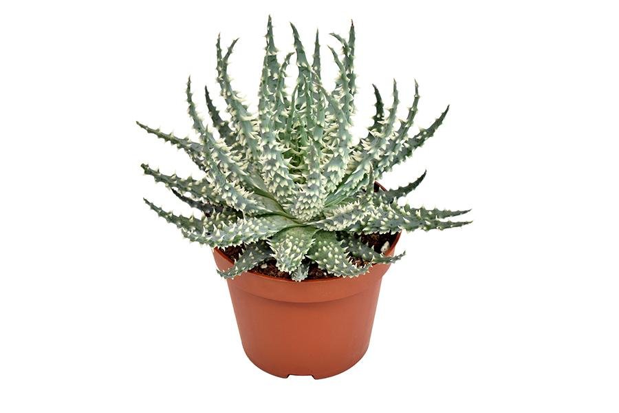 Livraison plante Aloe Mara h15cm - plante grasse d'intérieur