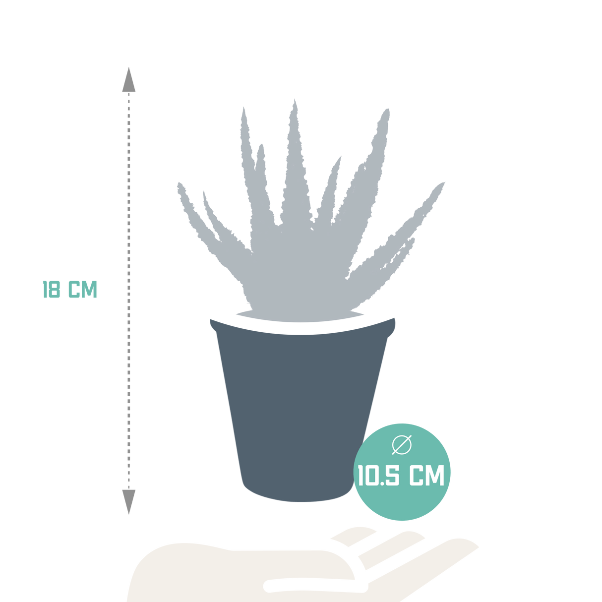 Livraison plante Aloe Zebrina
