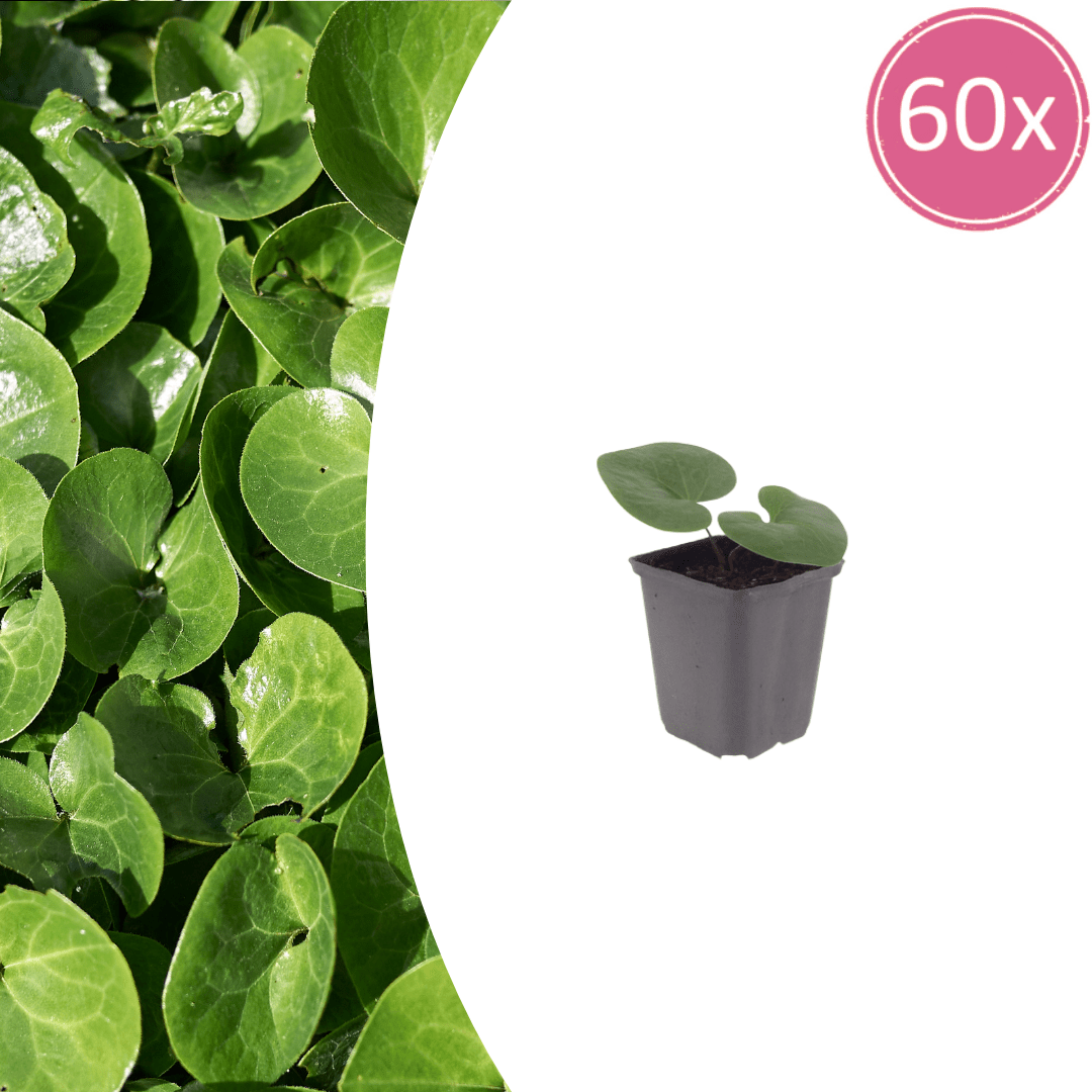 Livraison plante Asaret