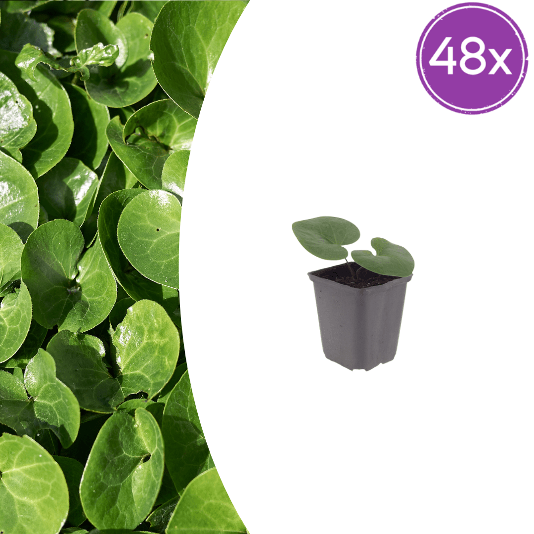 Livraison plante Asaret
