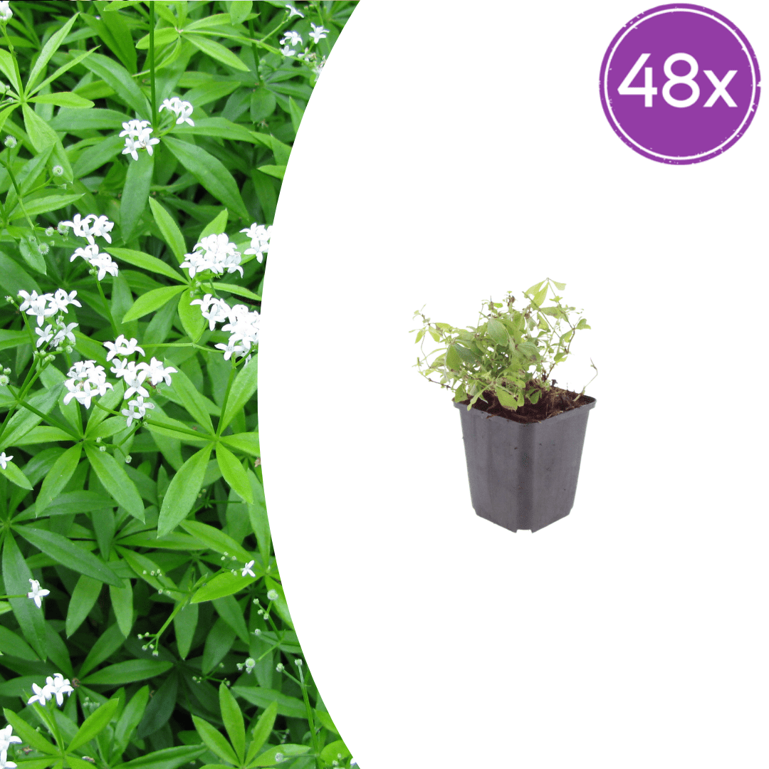 Livraison plante Aspérule odorante