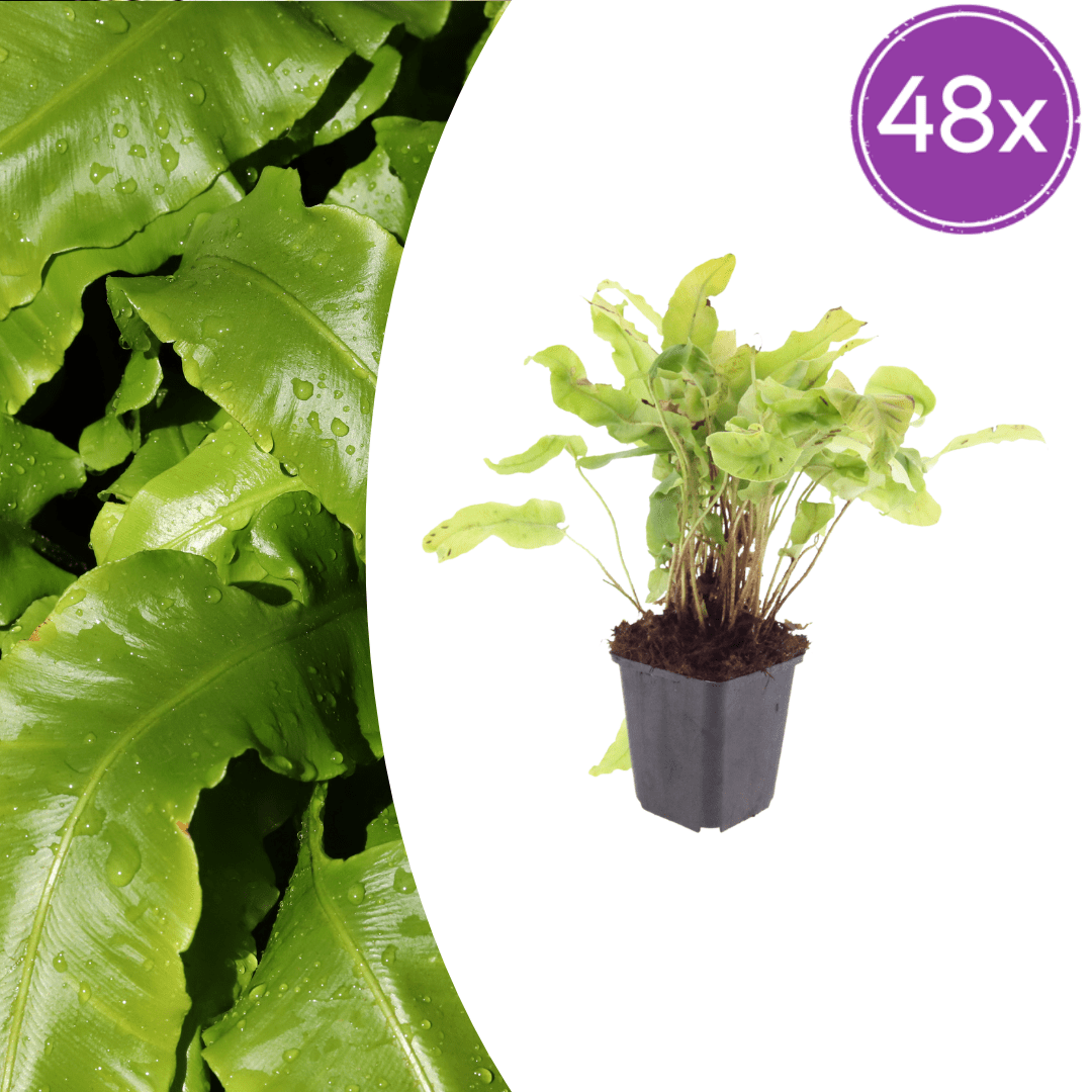 Livraison plante Asplenium