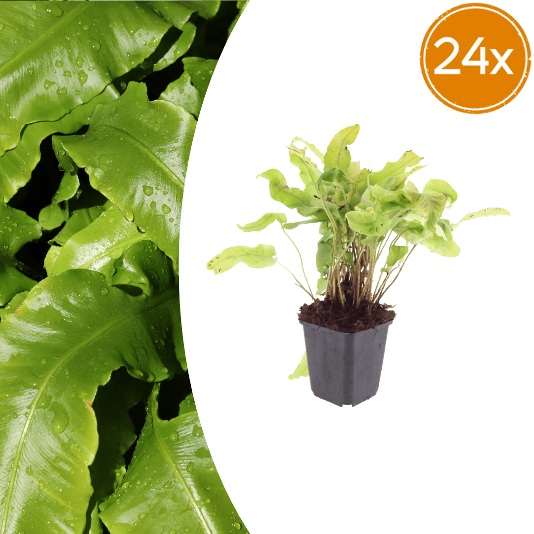 Livraison plante Asplenium