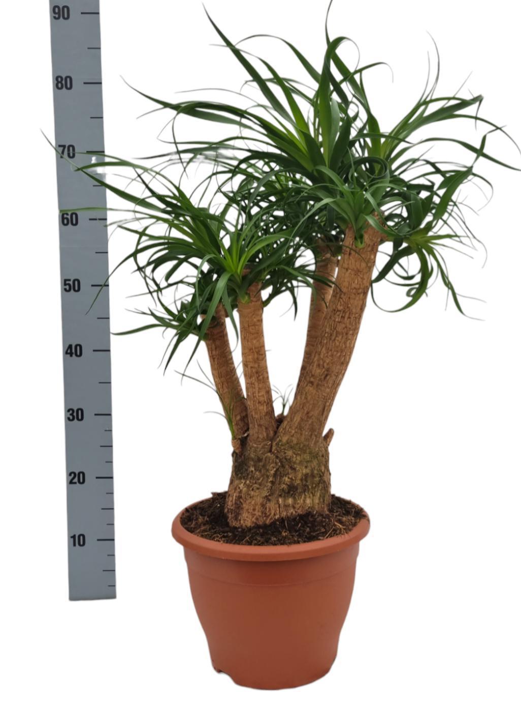 Livraison plante Beaucarnea Nolina