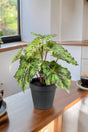 Livraison plante Begonia Rex plante artificielle - h25cm, Ø11cm