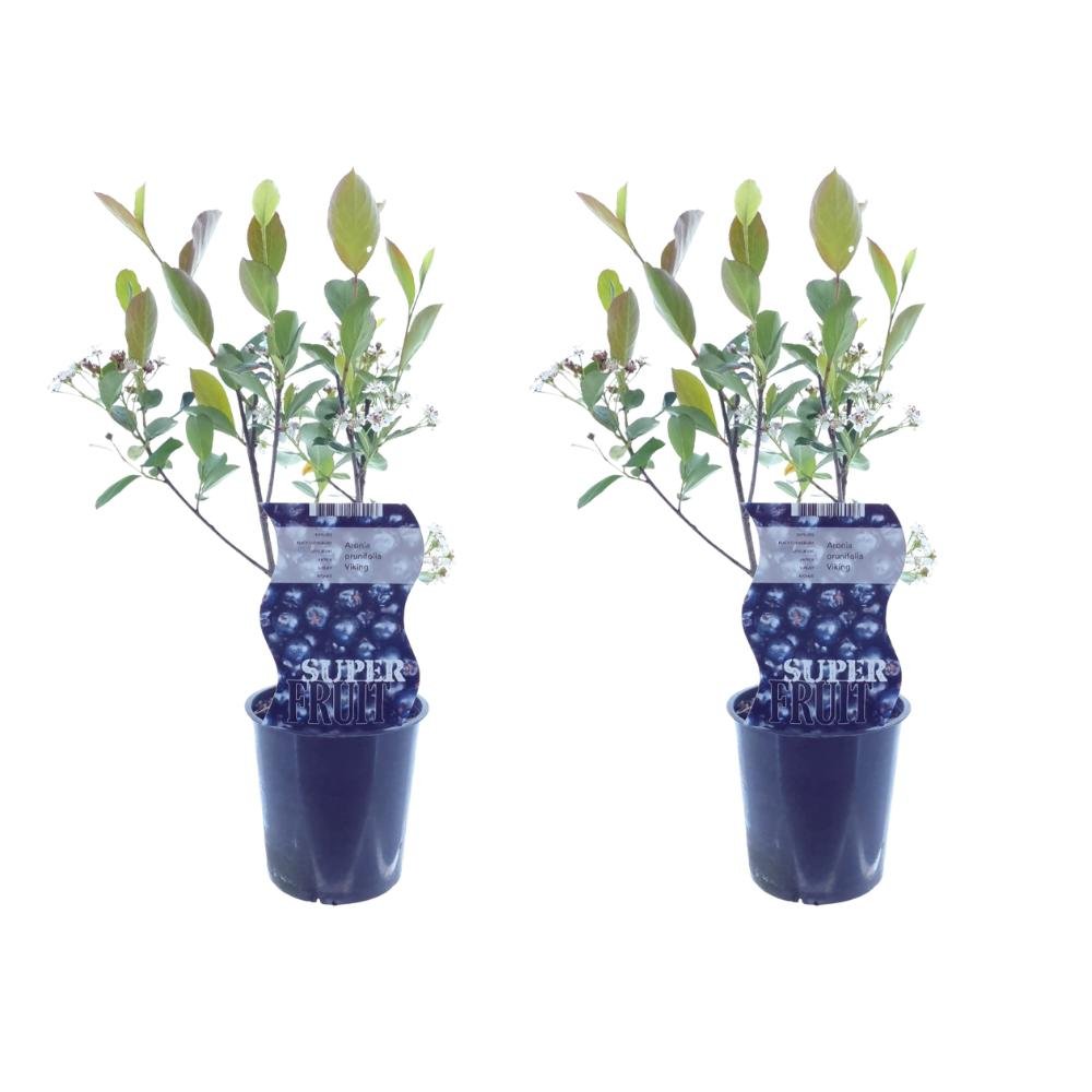 Livraison plante Box - 2 Aronia Viking