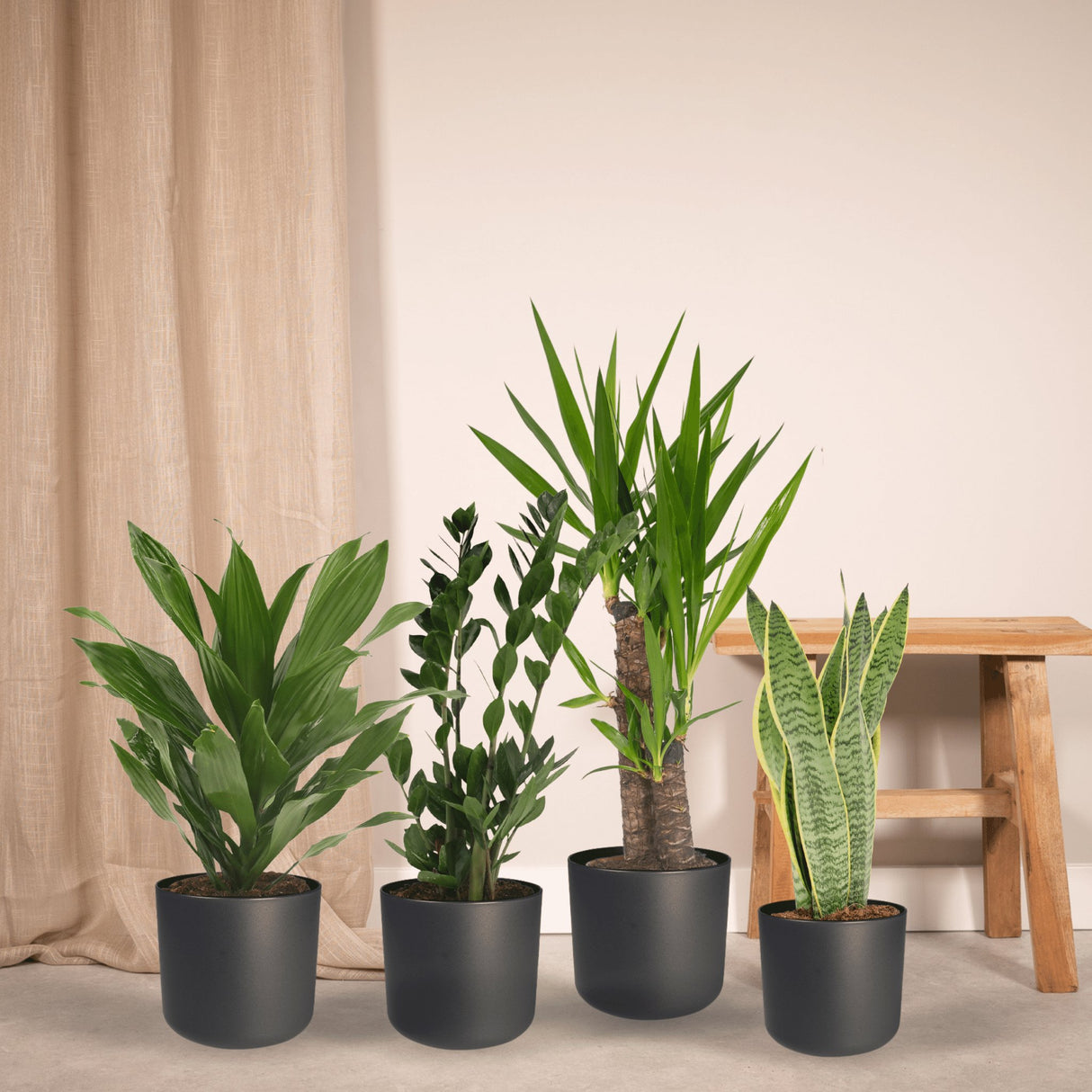 Livraison plante Box facile d'entretien x4 - plantes d'intérieur facile d'entretien