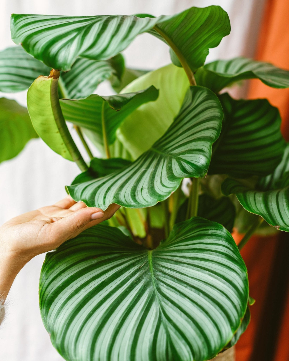 Livraison plante Calathea orbifolia