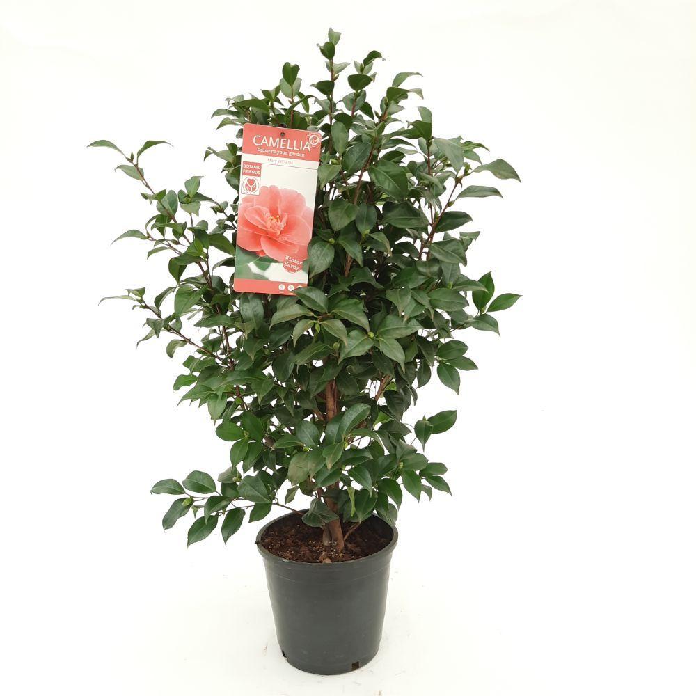 Livraison plante Camellia 'Mary Williams' - ↨70cm - Ø24cm - plante d'extérieur fleurie