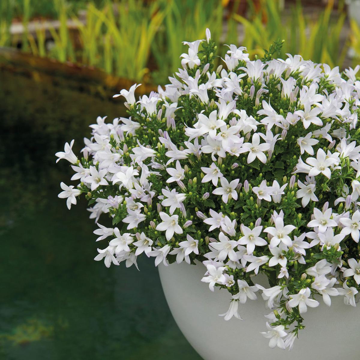 Livraison plante Campanula Addenda Ambella blanc - 6 piĂšces - jardin hiver