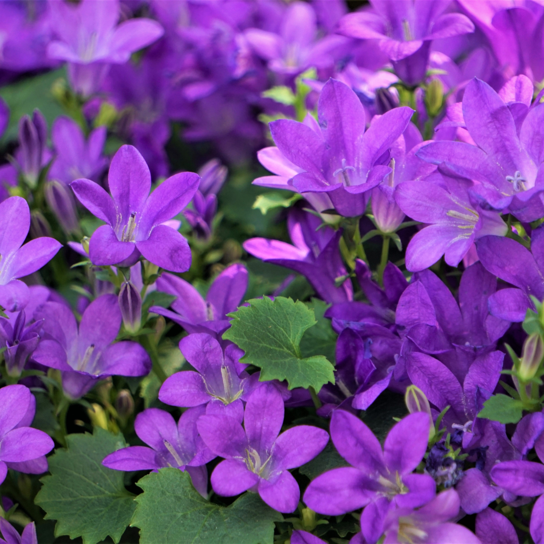 Livraison plante Campanule violet