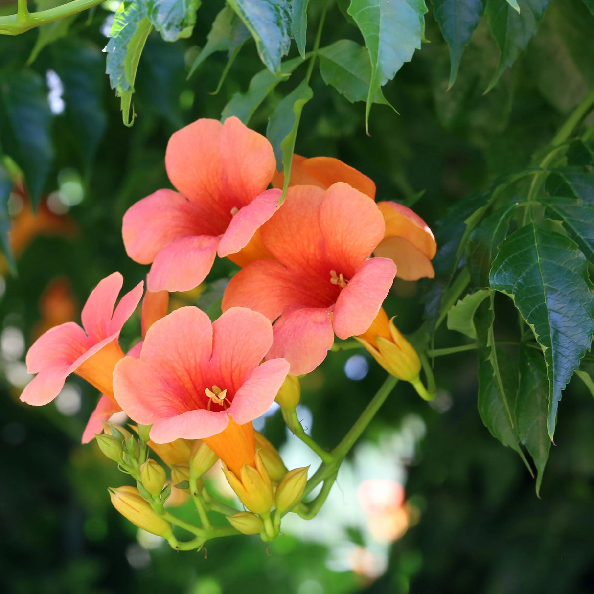 Livraison plante Campsis radicans Madame Galen – Lot de 2 – Pot 11 cm