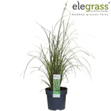 Livraison plante Carex Bruniena 'Variegata' - ↨30cm - Ø14 - graminées - plante d'extérieur