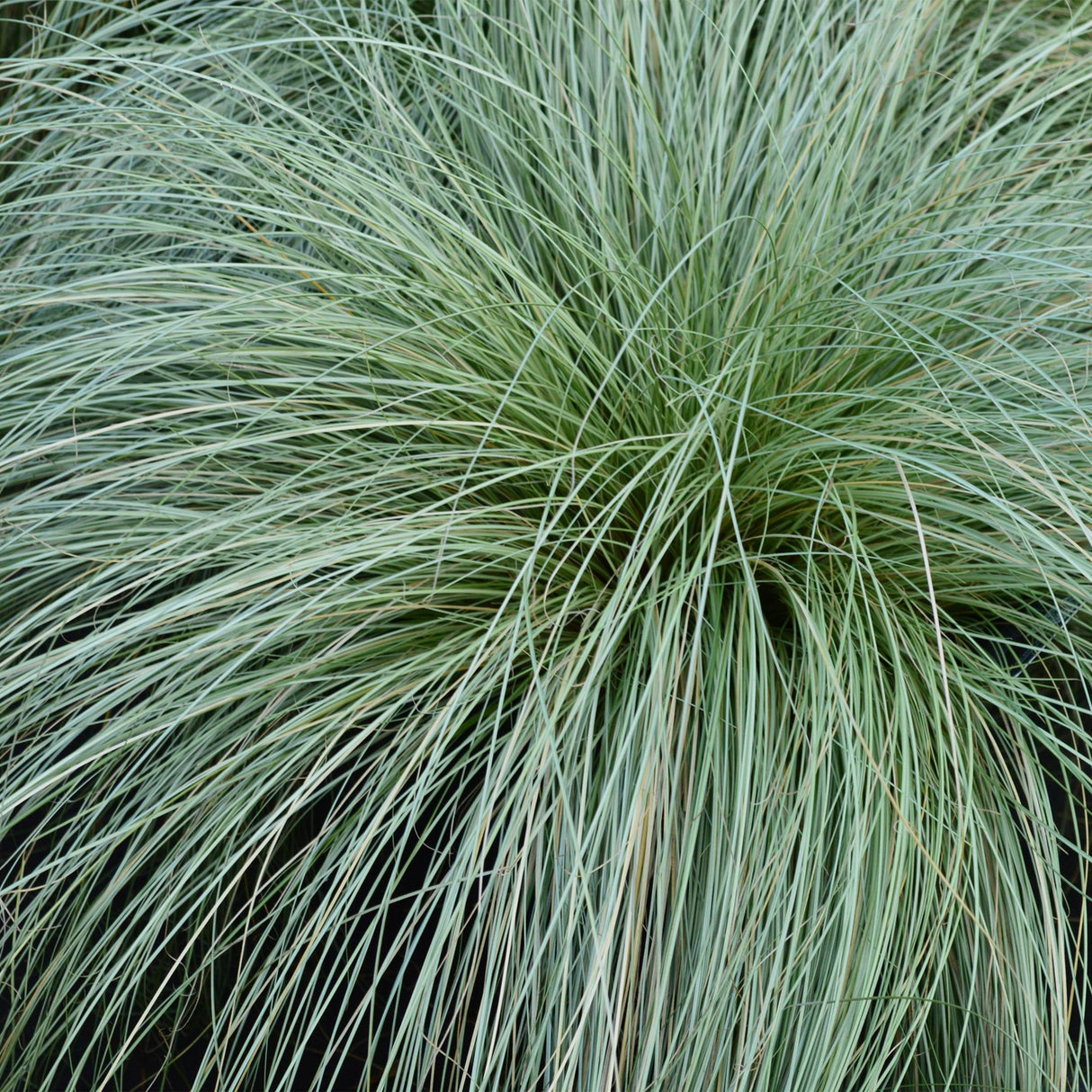 Livraison plante Carex comans Frosted Curls â Pot 17 cm â Hauteur 50 cm