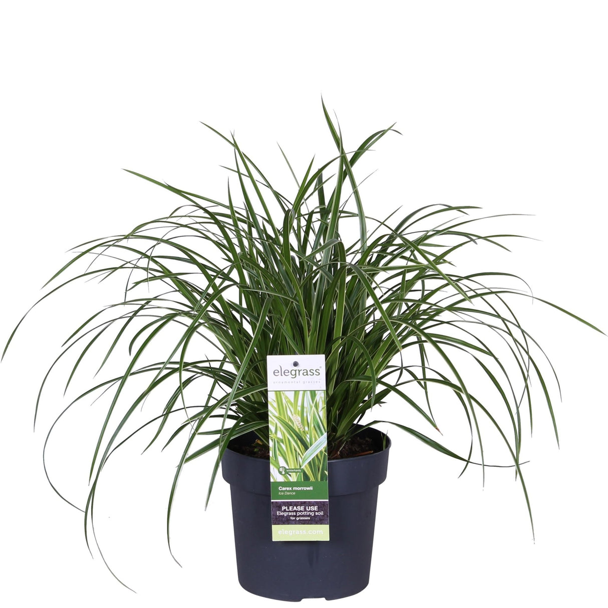 Livraison plante Carex morrowii 'Ice Dance'