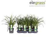 Livraison plante Carex morrowii 'Irish Green'