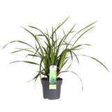 Livraison plante Carex morrowii 'Irish Green'