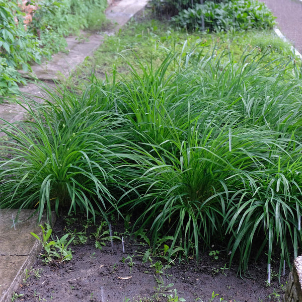 Livraison plante Carex morrowii Irish Green – Pot 17 cm – Hauteur 50 cm