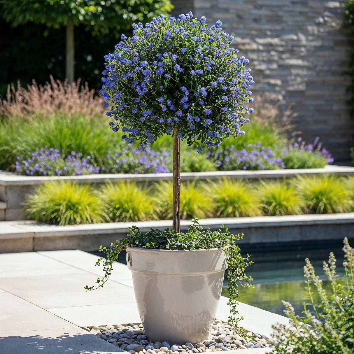 Livraison plante Ceanothus impressus Victoria – Pot 19 cm – Hauteur 90 cm