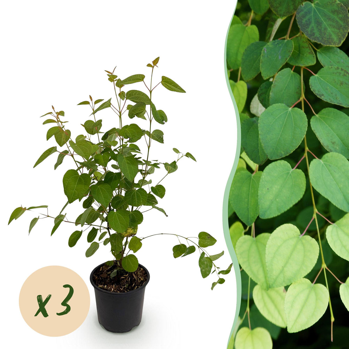 Livraison plante Cercidiphyllum japonicum en pot