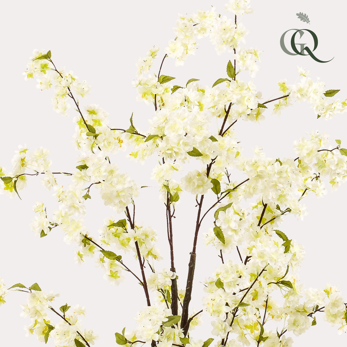 Livraison plante Cerisier artificiel blanc