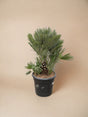 Livraison plante Chamaerops Humilis compact h100cm