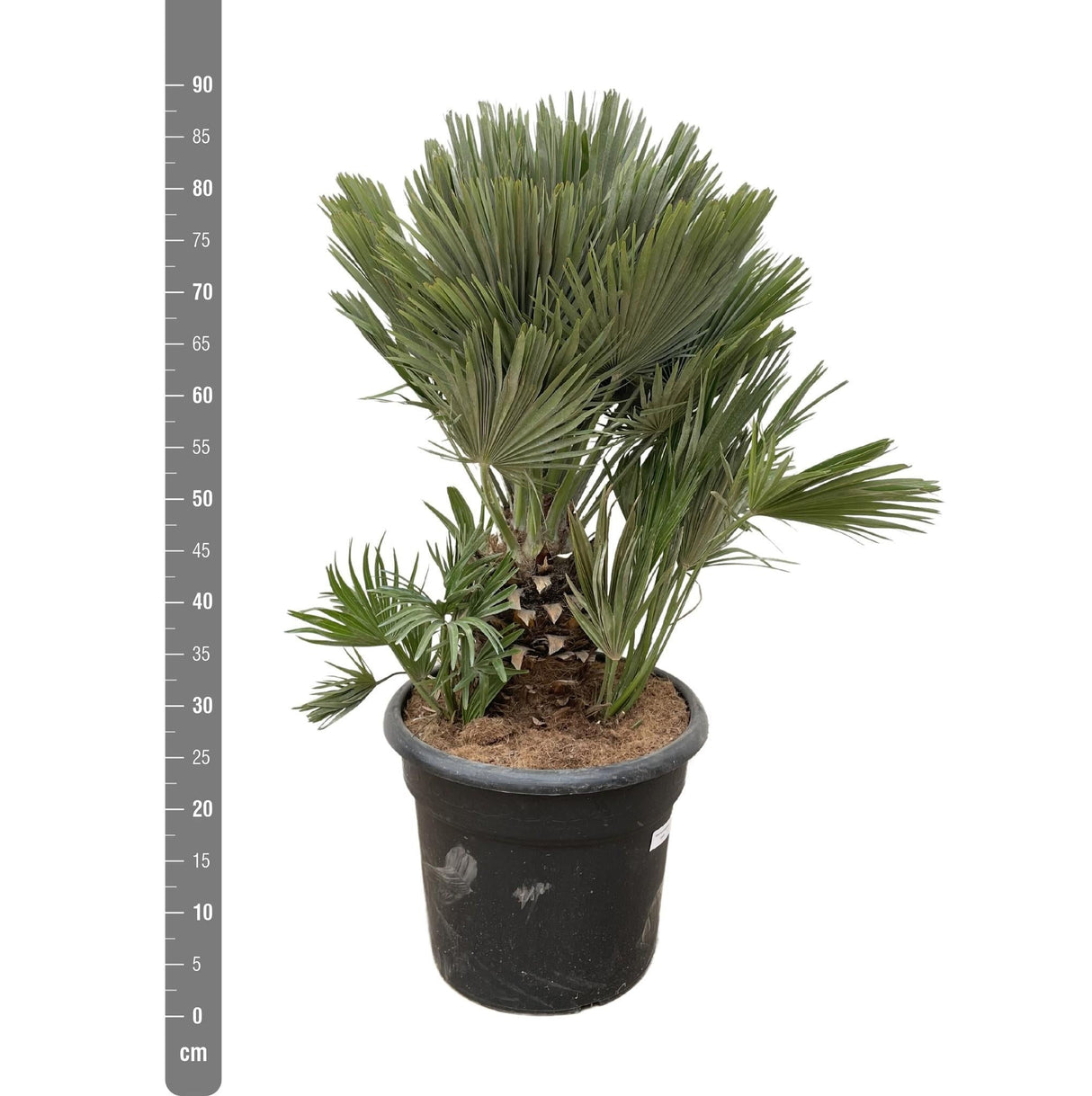 Livraison plante Chamaerops Humilis compact h100cm