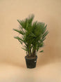 Livraison plante Chamaerops Humilis h180cm