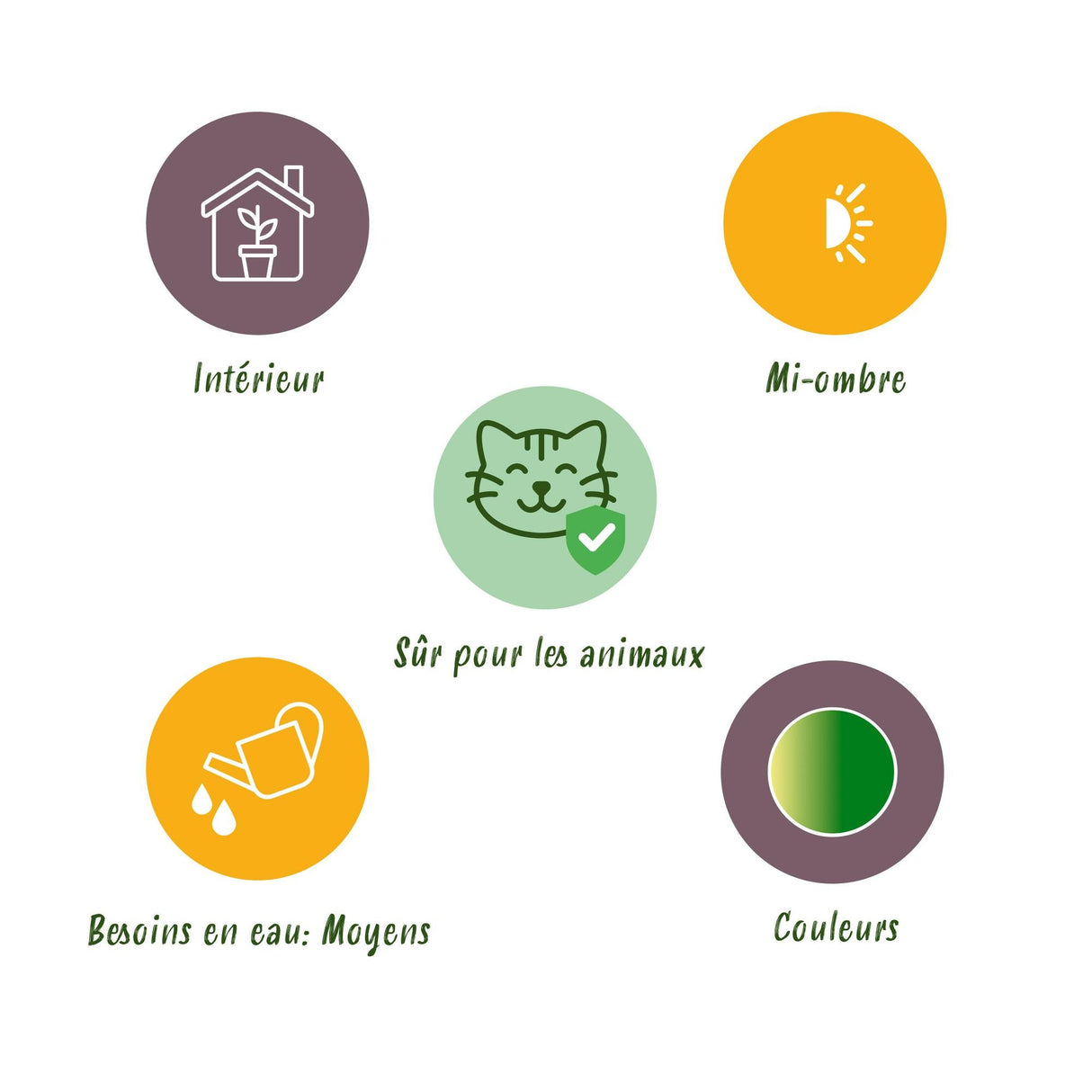 Livraison plante Chlorophytum comosum Bonnie