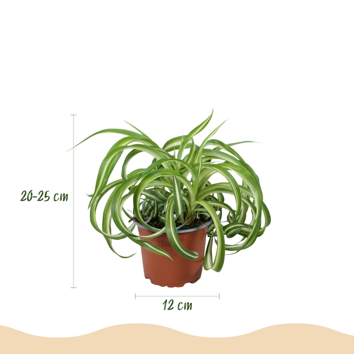 Livraison plante Chlorophytum comosum Bonnie