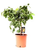 Livraison plante Citronnier