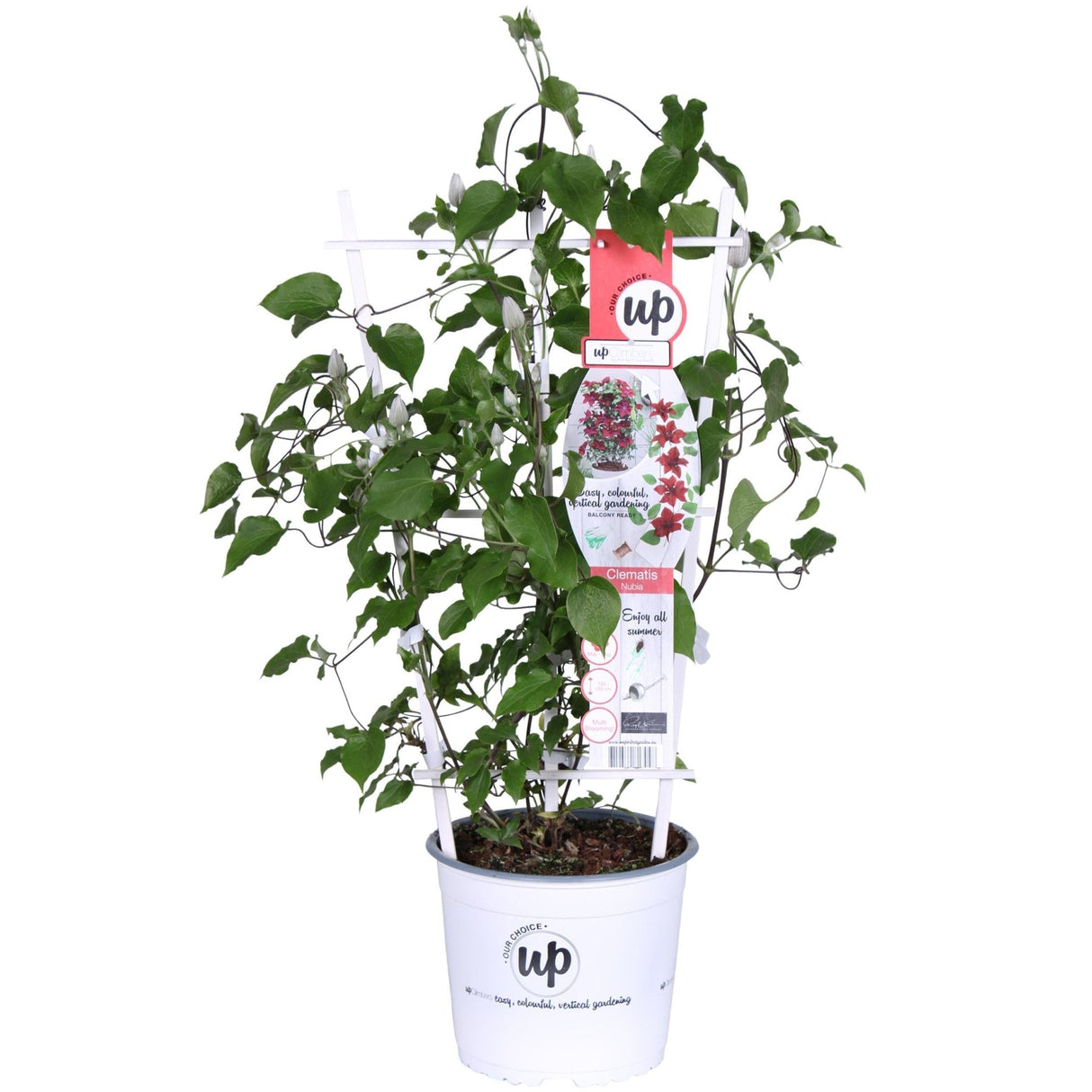 Livraison plante Clematite Boulevard® Nubia ™ - ↨70cm - Ø19 - plante d'extérieur fleurie grimpante