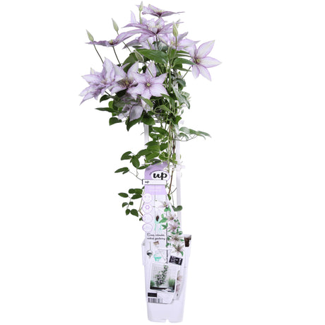 Livraison plante Clematite Boulevard® Samaritan JO ™ - ↨65cm - Ø15 - plante d'extérieur fleurie grimpante