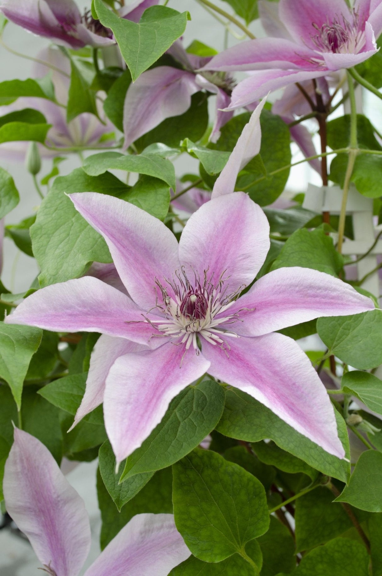 Livraison plante Clematite Boulevard® Yuan ™ - ↨70cm - Ø19 - plante d'extérieur fleurie