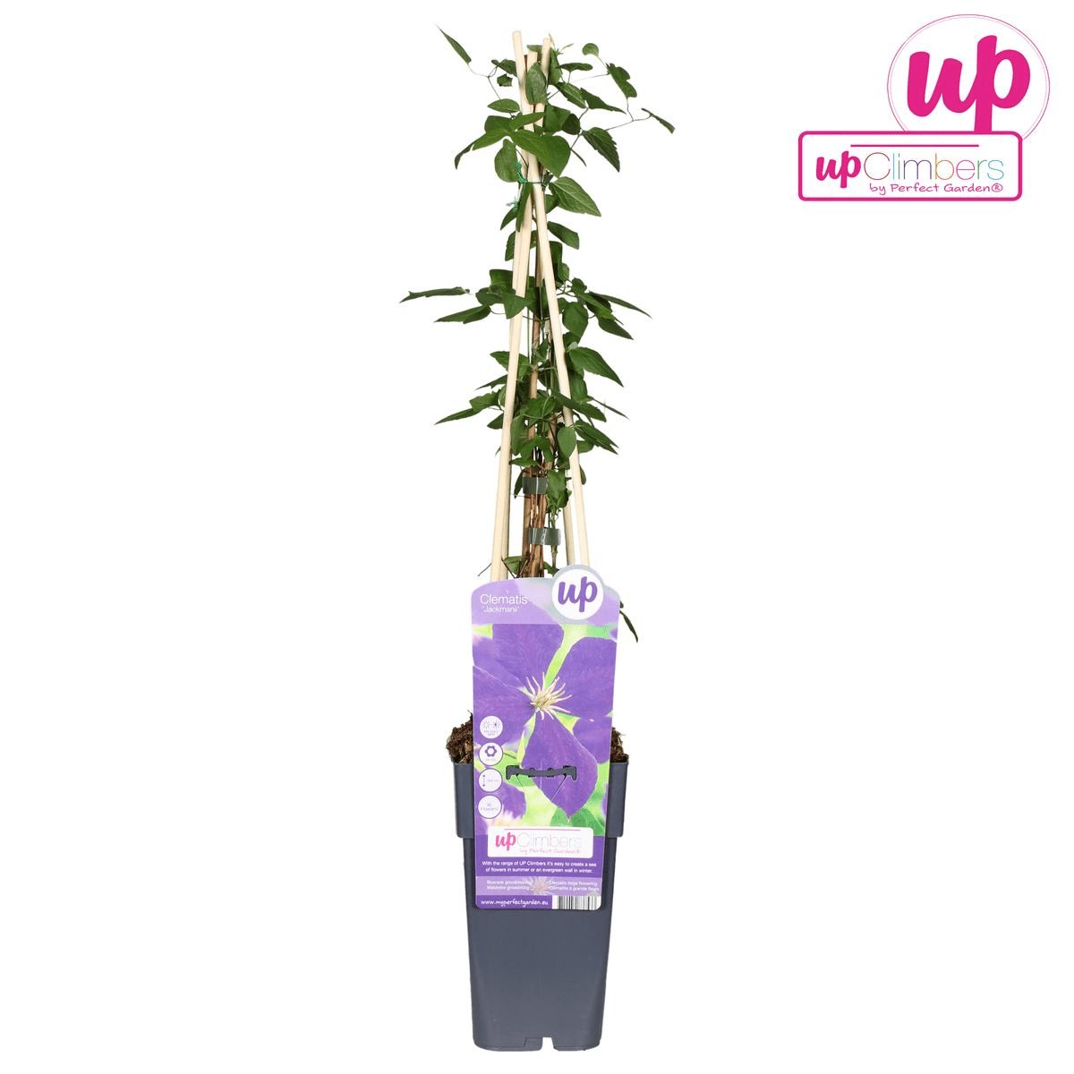 Livraison plante Clematite Jackmanii - ↨65cm - Ø15 - plante d'extérieur fleurie grimpante