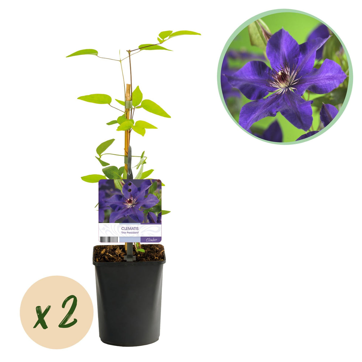 Livraison plante Clématite The President – Lot de 2 – Hauteur 40 cm