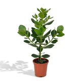 Livraison plante Clusia Princess