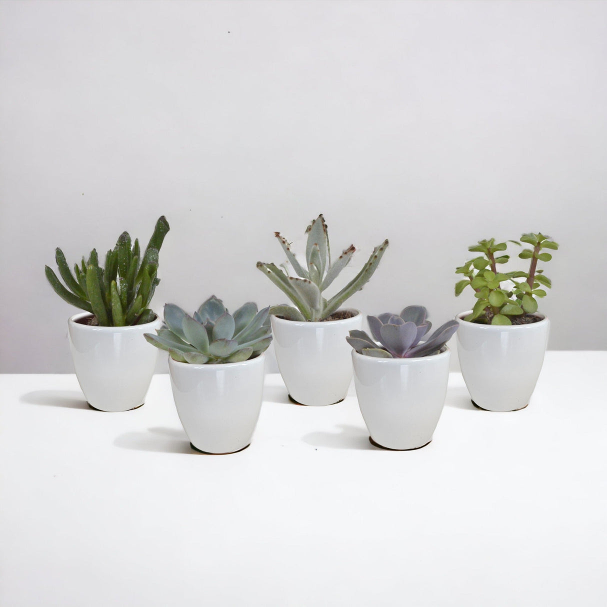 Livraison plante Coffret cactus et ses caches - pots blancs - Lot de 5 plantes, h40cm