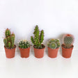 Livraison plante Coffret cactus - Lot de 5 plantes, h13cm