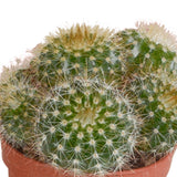 Livraison plante Coffret cactus - Lot de 5 plantes, h13cm