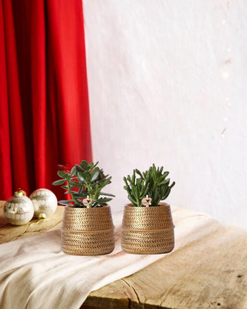 Succulent gift box and its golden covers-<tc>POTS</tc> - Set of 2, h20cm