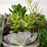 Livraison plante Coffret cadeau succulentes - Lot de 9 plantes, h10cm